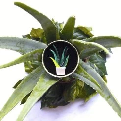 Soothing Sprigs Brooch -Erstwilder erstwilder aloe vera brooch green flatlay