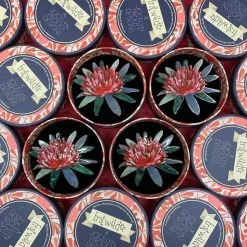 Waratah Warmth Brooch -Erstwilder erstwilder x jocelyn proust waratah warmth brooch variation green